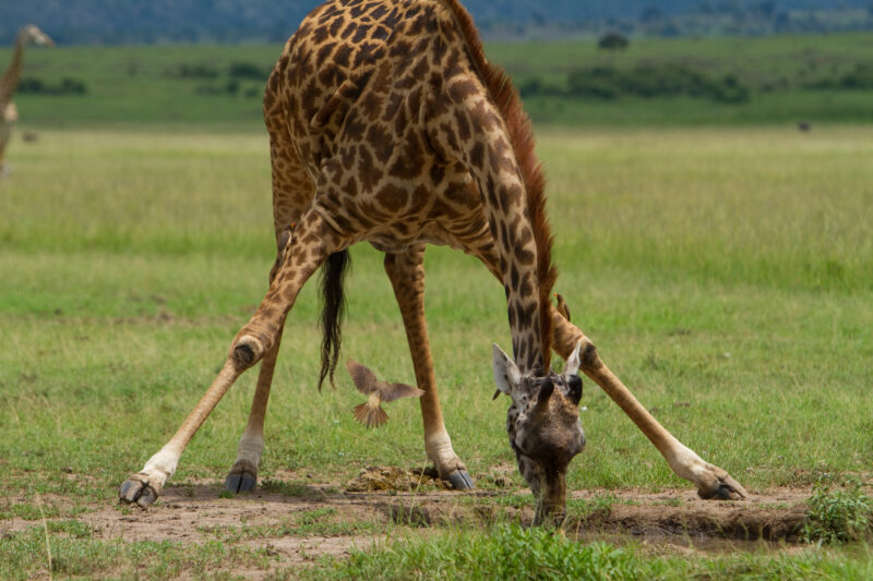 Giraffe Getting a Drink — A giraffe streatches down to take a drink — Africa, Kenya, Animals, Game park, Saffari