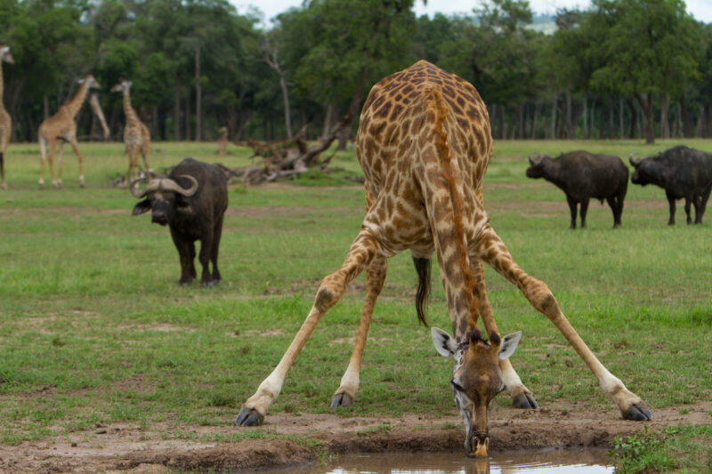 Giraffe Getting a Drink — A giraffe streatches down to take a drink — Africa, Kenya, Animals, Game park, Saffari