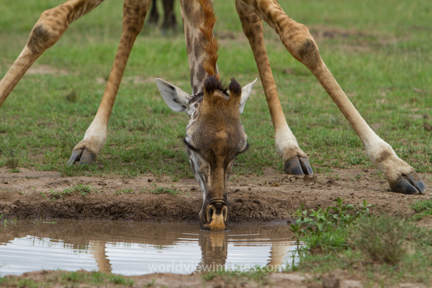 Giraffe Getting a Drink