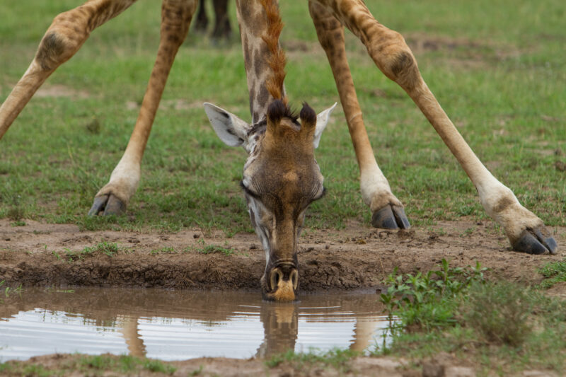 Giraffe Getting a Drink — A giraffe streatches down to take a drink — Africa, Kenya, Animals, Game park, Saffari