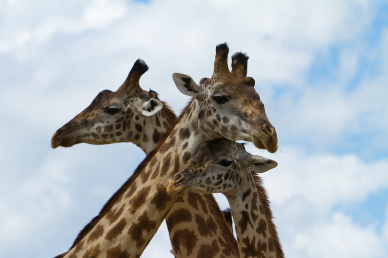 Giraffes in Kenya — Beautiful giraffes Enjoy life in the safety of Masai Mara Game Park in Kenya Africa Maasai Mara — Africa, Kenya, animals, giraffes, Game ...