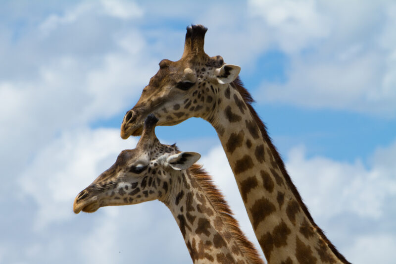 Giraffes in Kenya — Beautiful giraffes Enjoy life in the safety of Masai Mara Game Park in Kenya Africa Maasai Mara — Africa, Kenya, animals, giraffes, Game ...