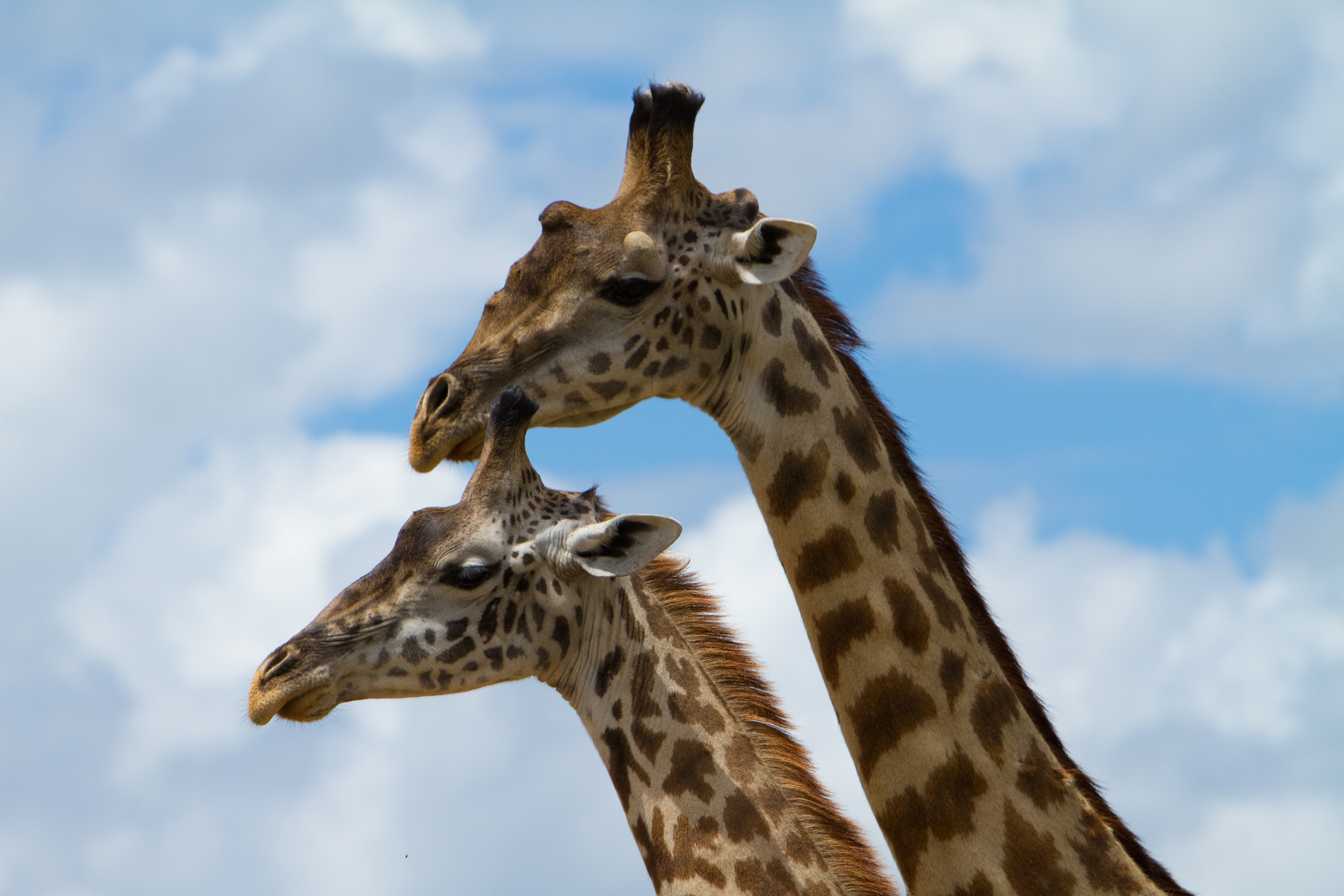 Giraffes in Kenya