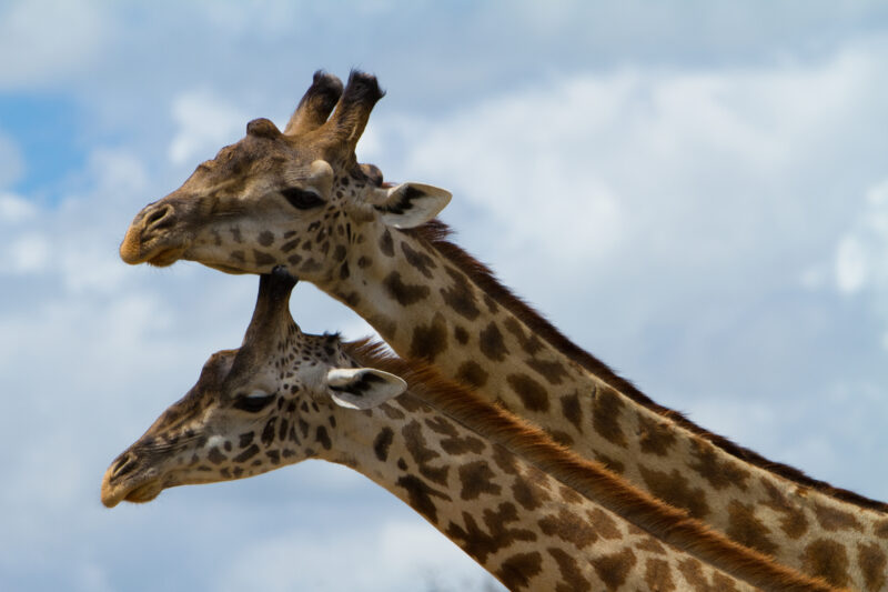 Giraffes in Kenya — Beautiful giraffes Enjoy life in the safety of Masai Mara Game Park in Kenya Africa Maasai Mara — Africa, Kenya, animals, giraffes, Game ...