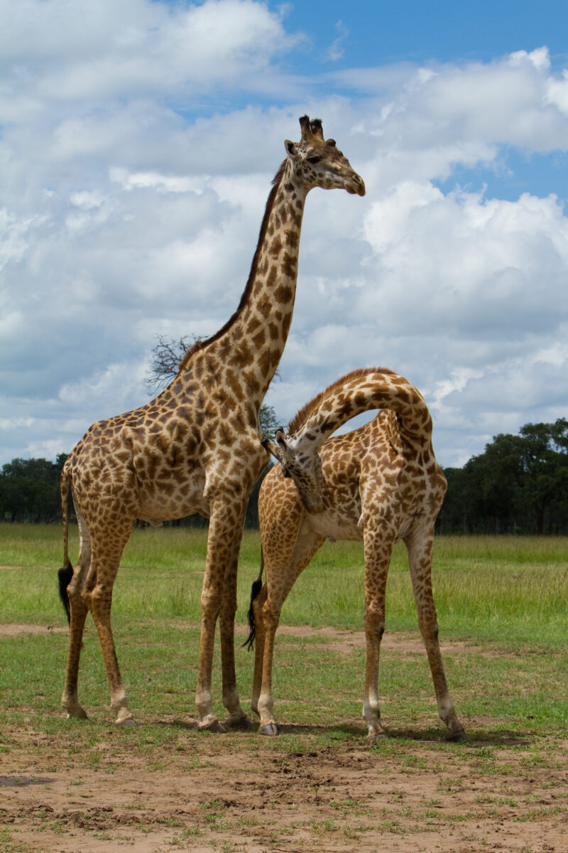 Giraffes in Kenya — Beautiful giraffes Enjoy life in the safety of Masai Mara Game Park in Kenya Africa Maasai Mara — Africa, Kenya, animals, giraffes, Game ...
