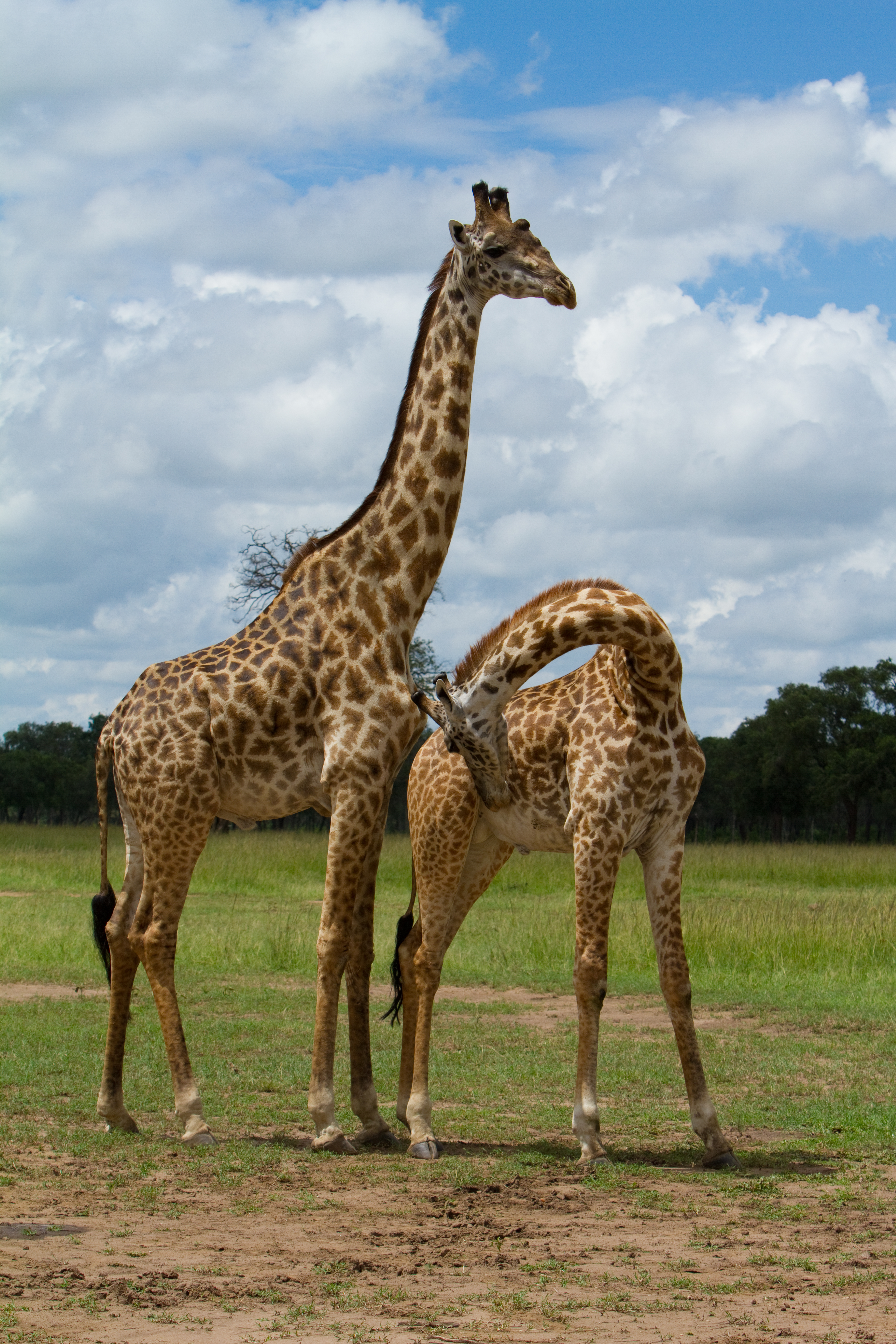 Giraffes in Kenya