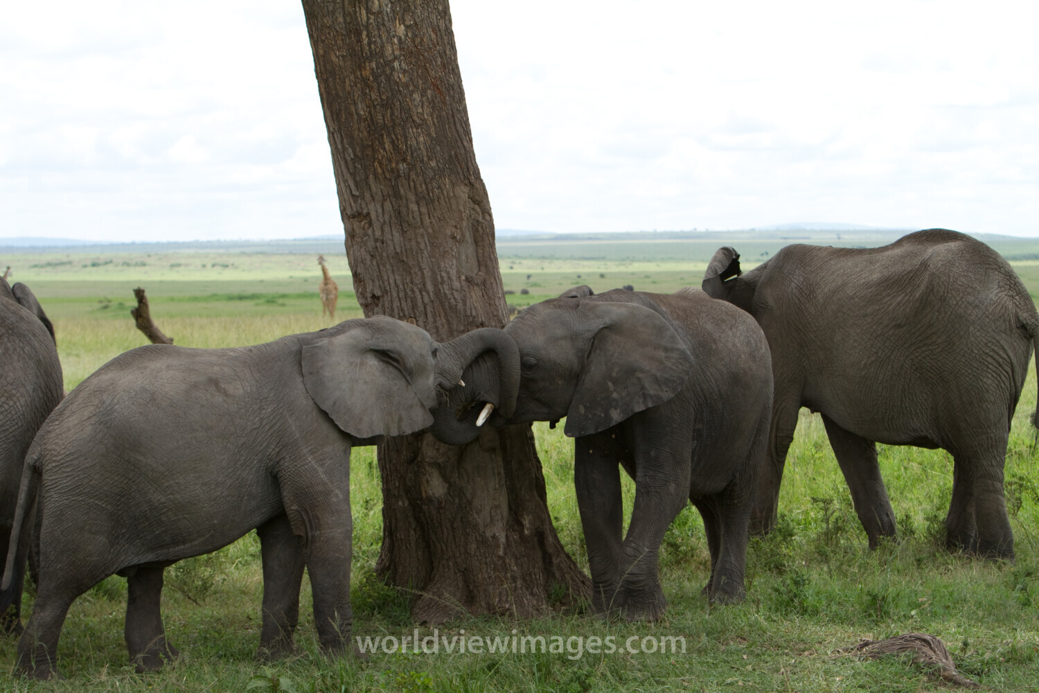 Elephants in Kenya