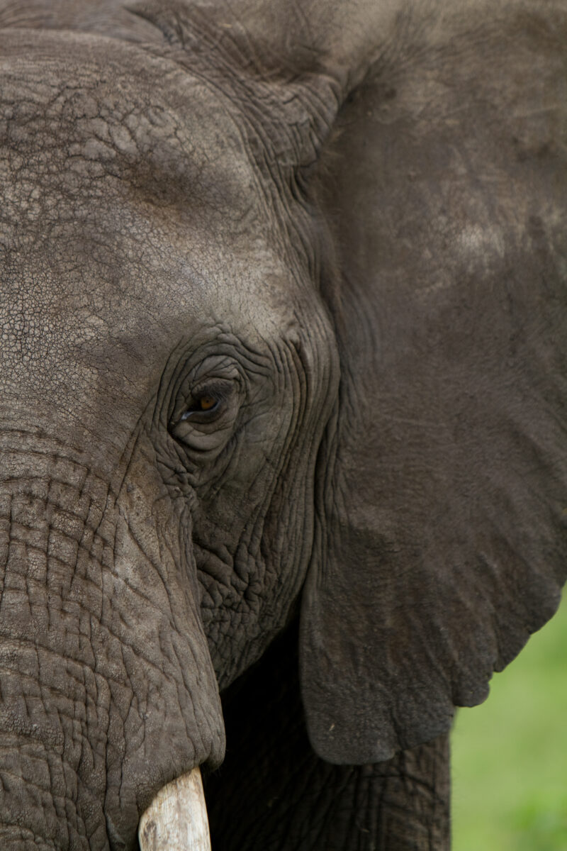 Elephants in Kenya — Elephants of our World — Animals, Elephant, Elephants