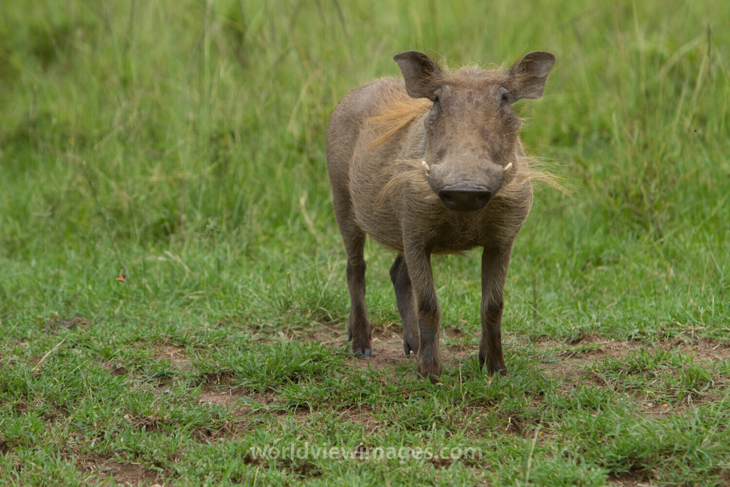 Warthog