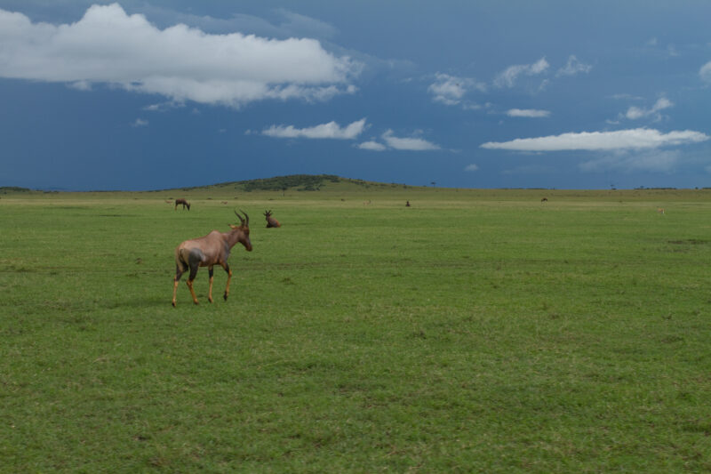 Topi in Kenya — Topi are a variety of Antelope with a beautiful Multi colour coat. — Africa, Kenya, animals, antelopes, Topi