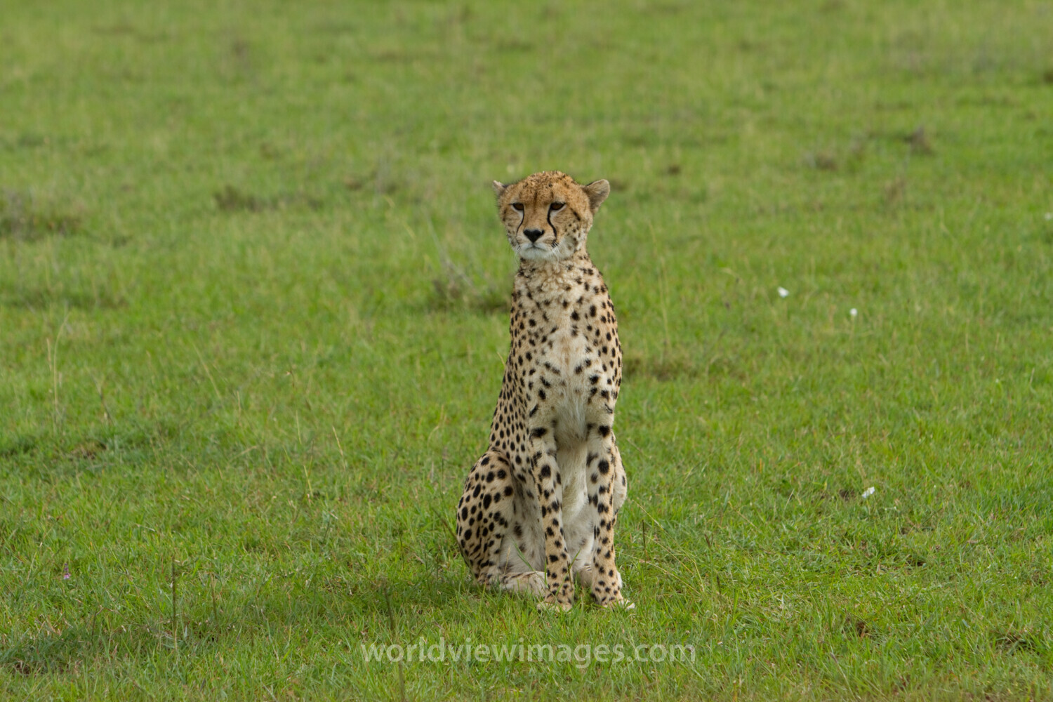 Cheetah in Kenya