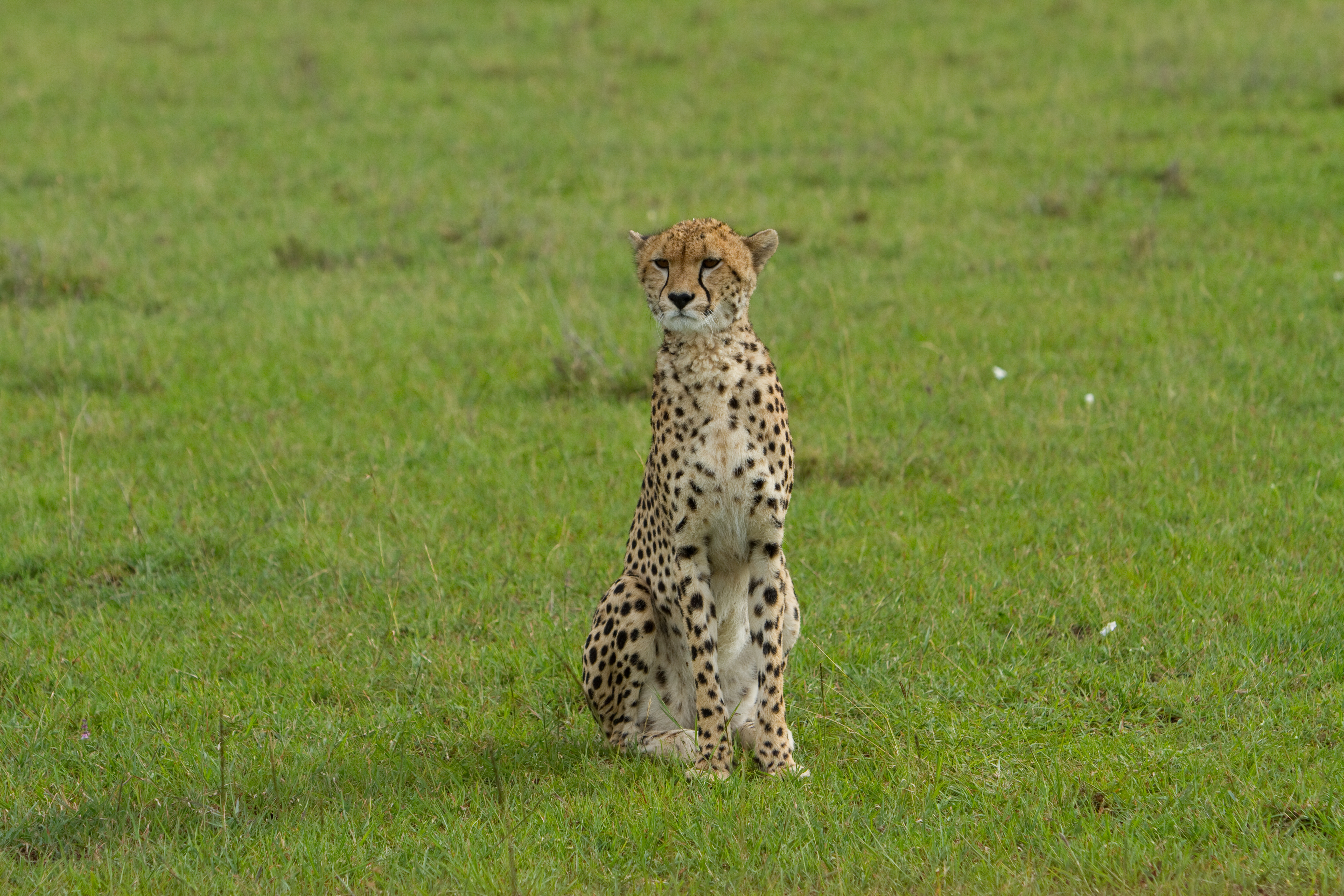 Cheetah in Kenya