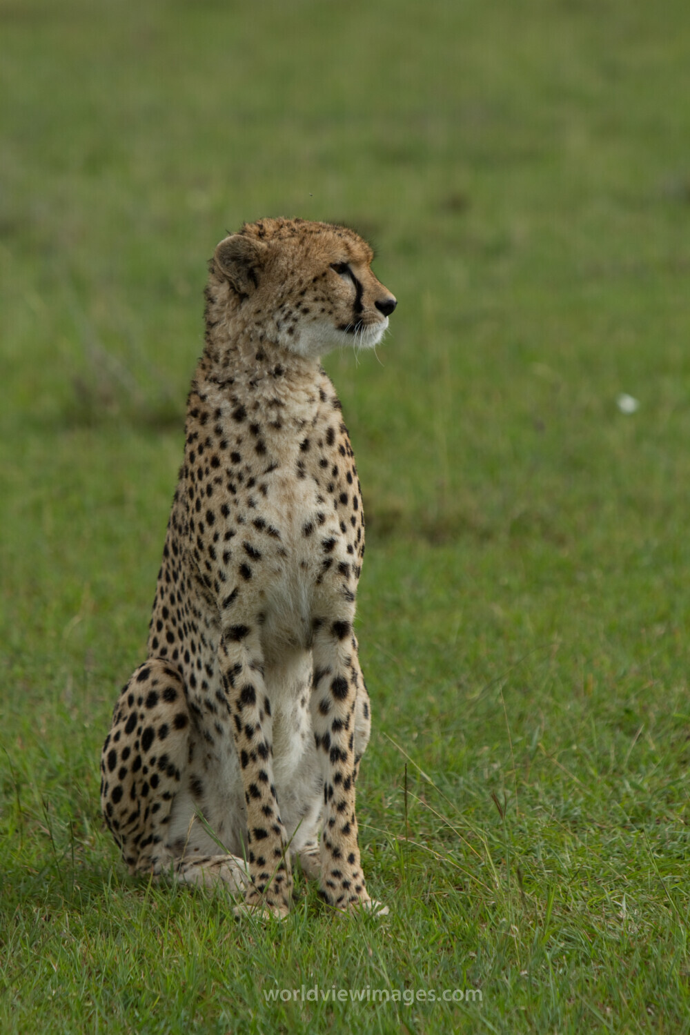 Cheetah in Kenya