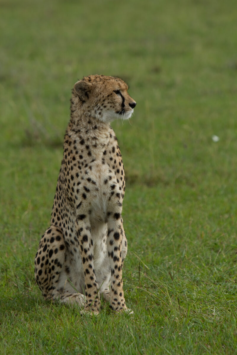Cheetah in Kenya — A beautiful Cheetah poses for the camera on a safari in Masi Mara, Kenya in West Africa — Africa, Kenya, animals, cats, Big Cats