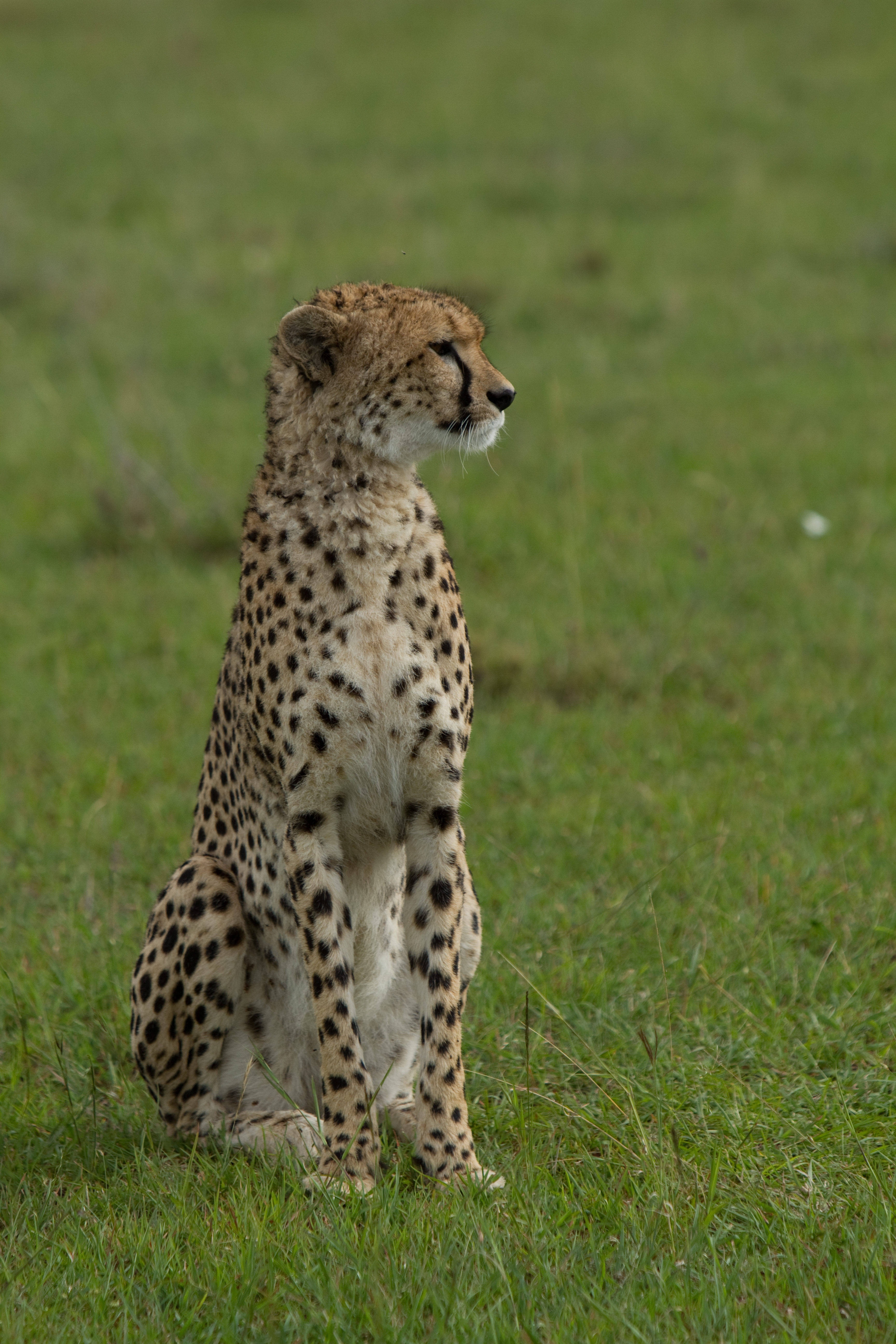 Cheetah in Kenya