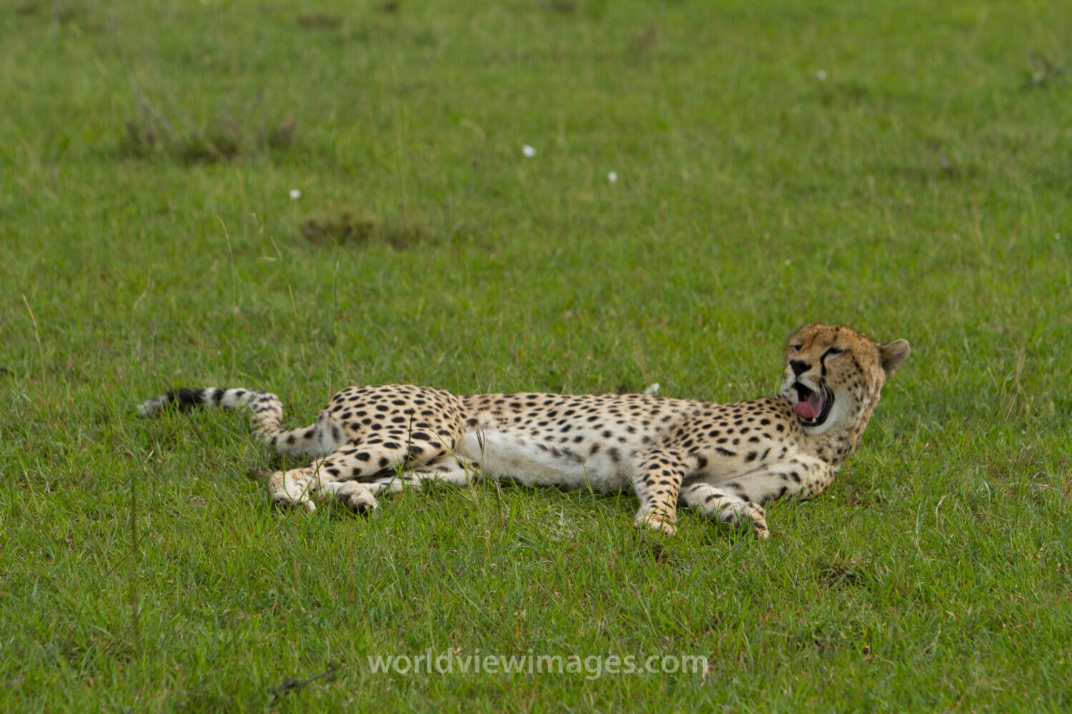 Cheetah in Kenya
