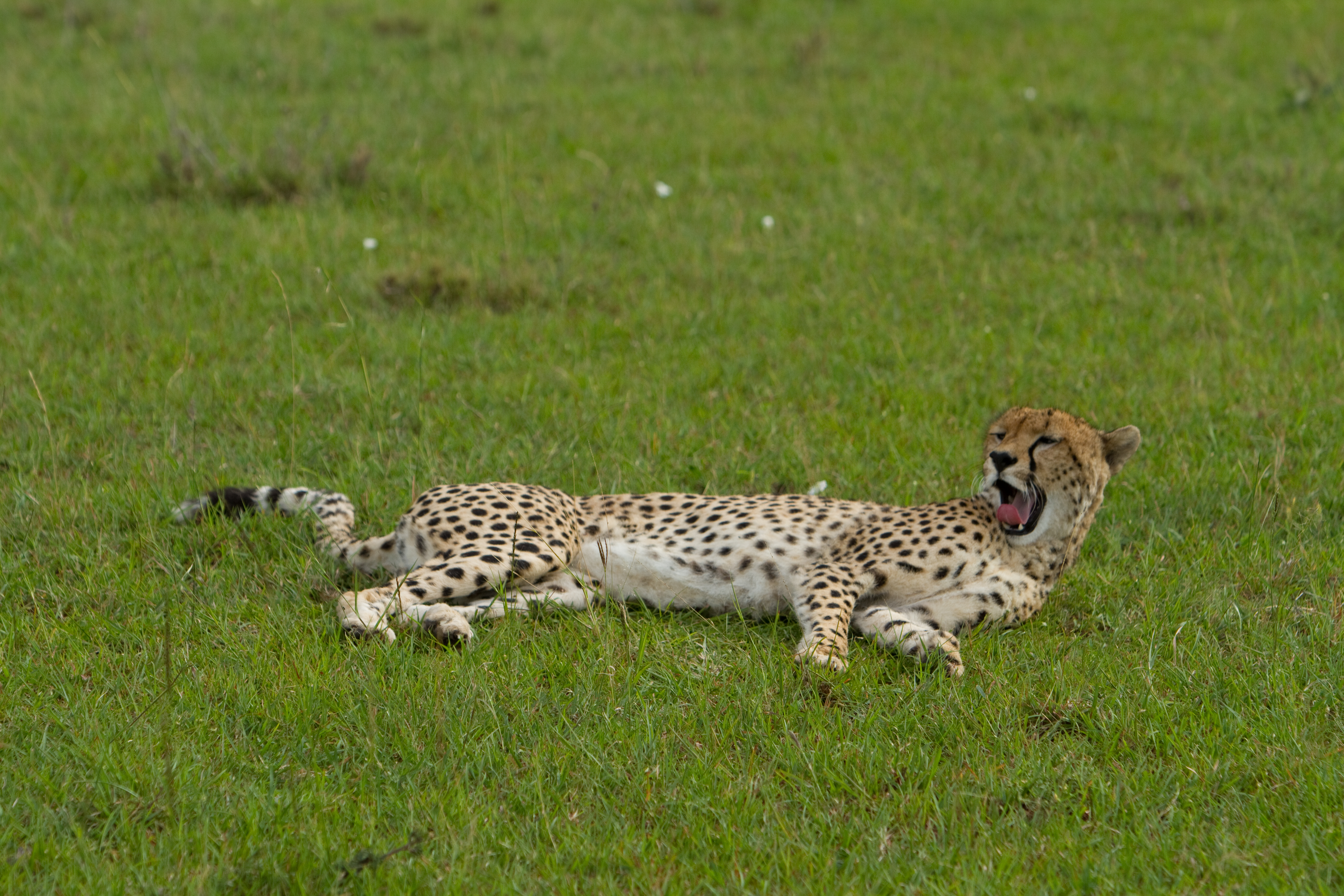 Cheetah in Kenya