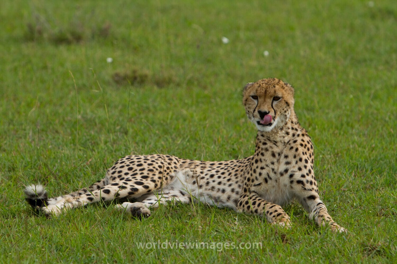 Cheetah in Kenya