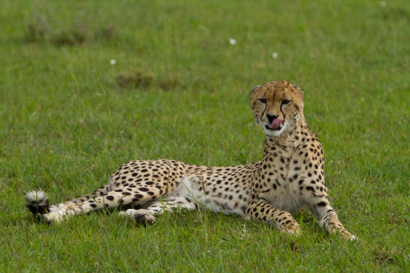 Cheetah in Kenya — A beautiful Cheetah poses for the camera on a safari in Masi Mara, Kenya in West Africa — Africa, Kenya, animals, cats, Big Cats