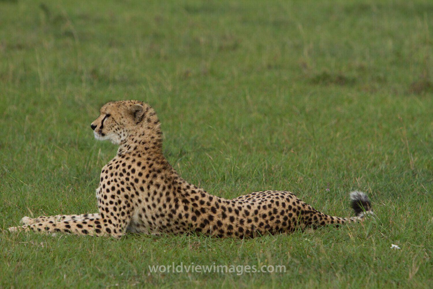 Cheetah in Kenya