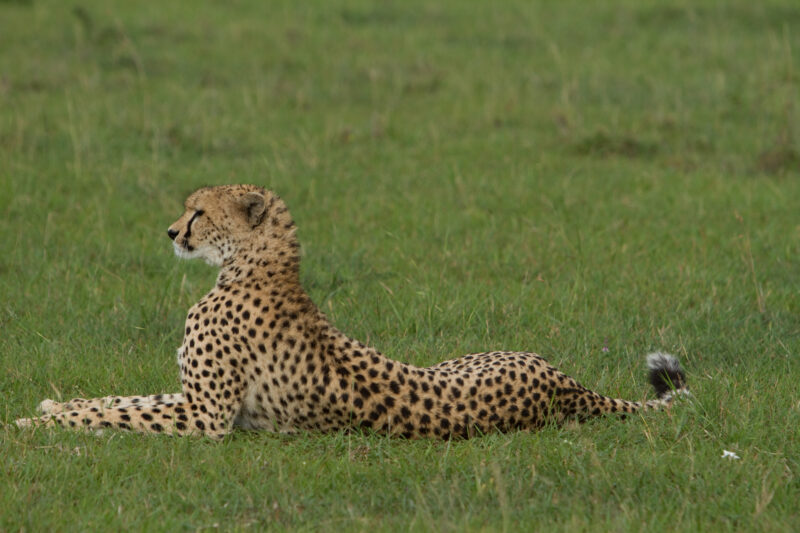 Cheetah in Kenya — A beautiful Cheetah poses for the camera on a safari in Masi Mara, Kenya in West Africa — Africa, Kenya, animals, cats, Big Cats