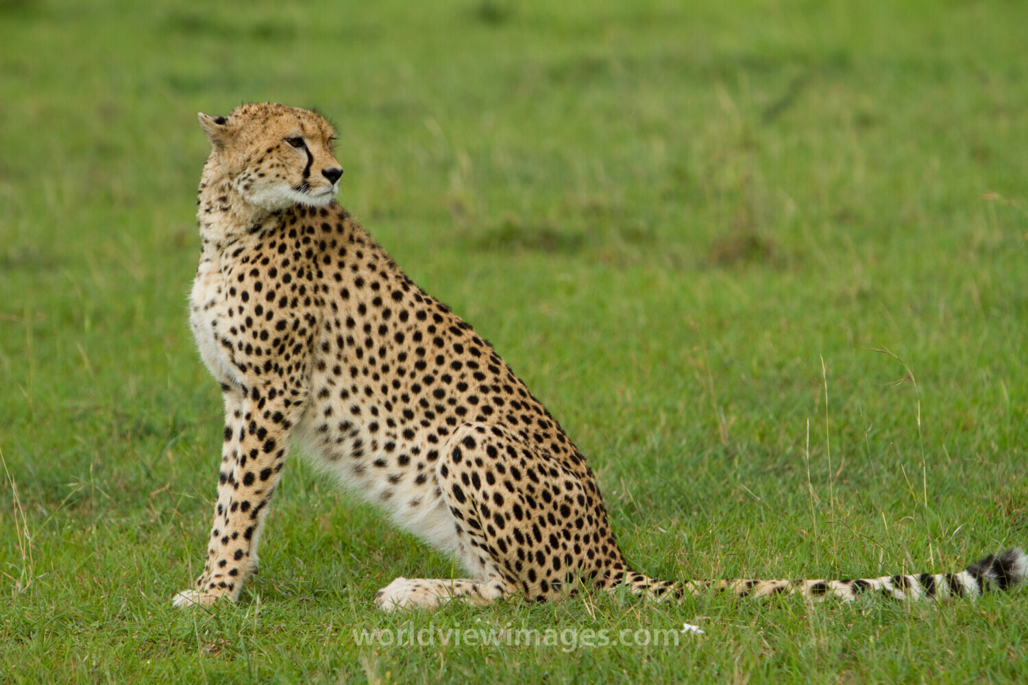 Cheetah in Kenya