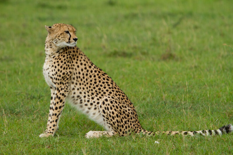 Cheetah in Kenya — A beautiful Cheetah poses for the camera on a safari in Masi Mara, Kenya in West Africa — Africa, Kenya, animals, cats, Big Cats