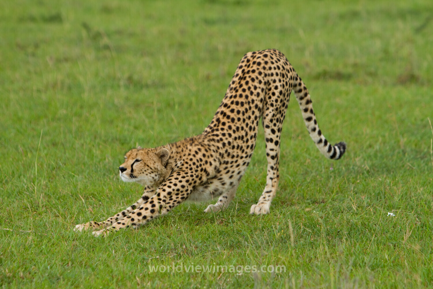 Cheetah in Kenya