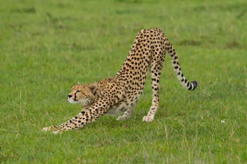 Cheetah in Kenya — A beautiful Cheetah poses for the camera on a safari in Masi Mara, Kenya in West Africa — Africa, Kenya, animals, cats, Big Cats