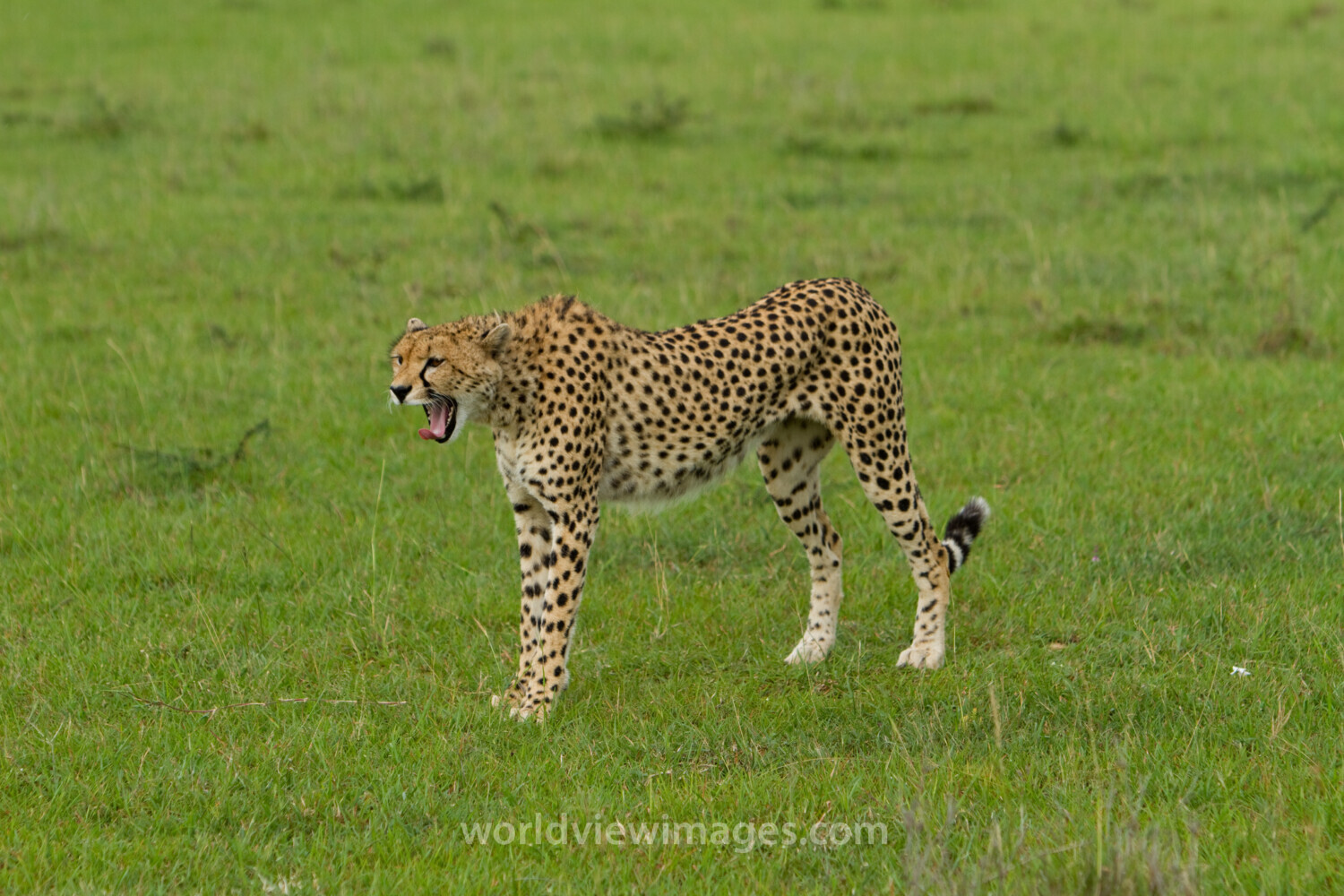 Cheetah in Kenya