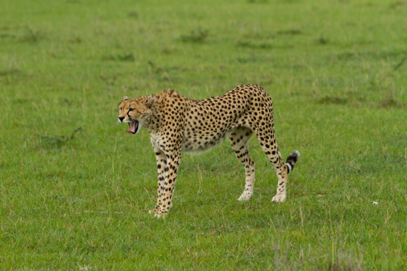Cheetah in Kenya — A beautiful Cheetah poses for the camera on a safari in Masi Mara, Kenya in West Africa — Africa, Kenya, animals, cats, Big Cats