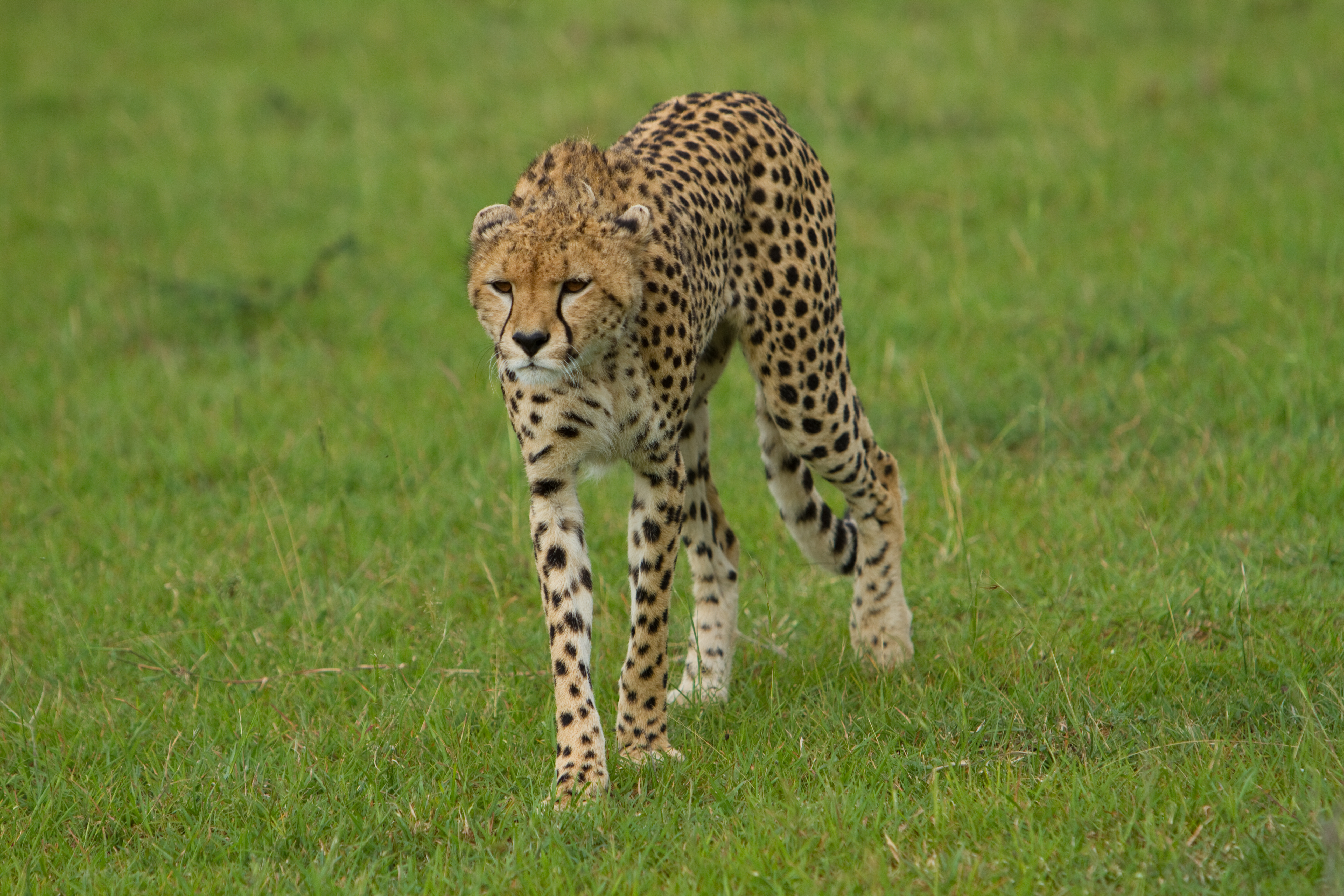 Cheetah in Kenya