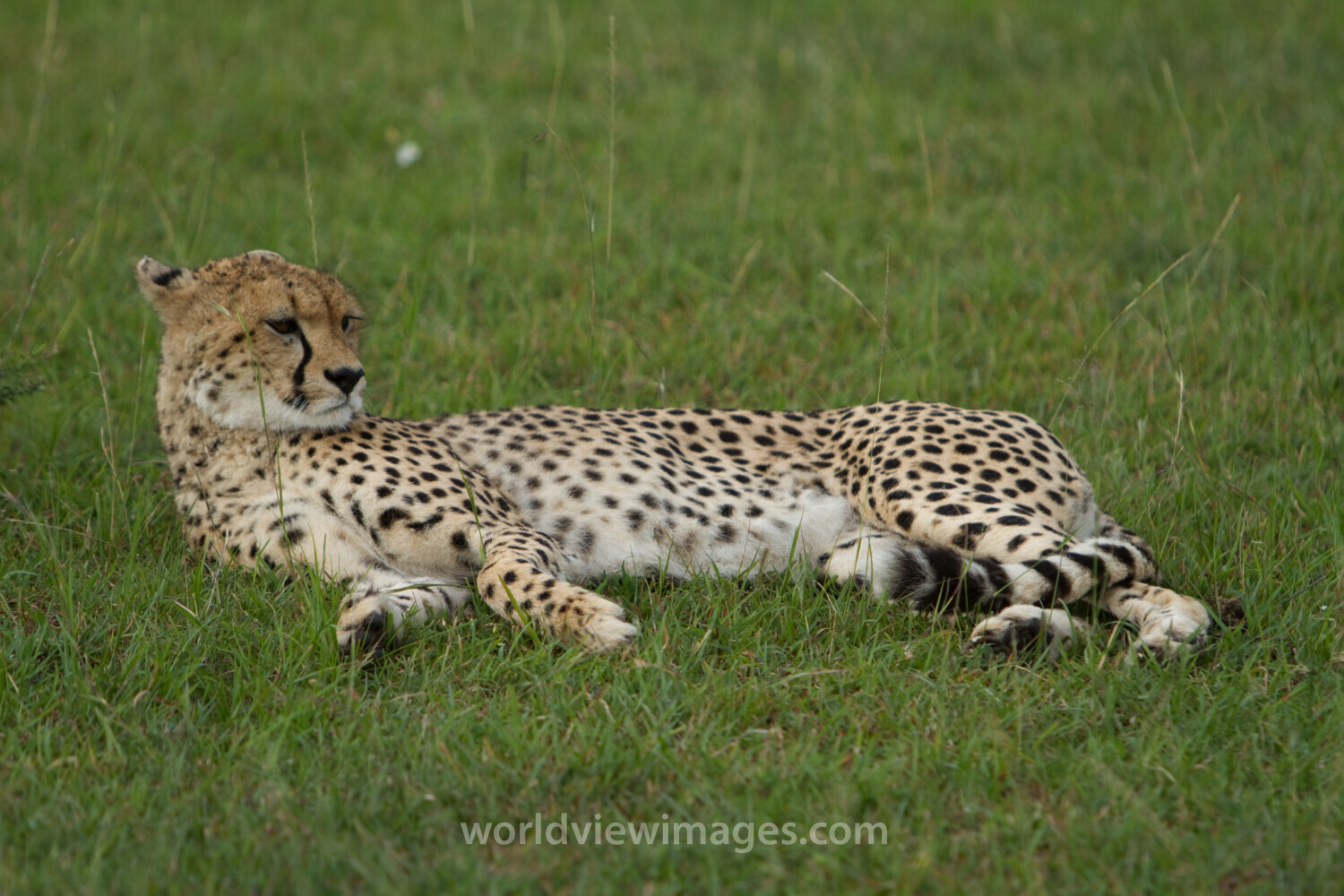 Cheetah in Kenya