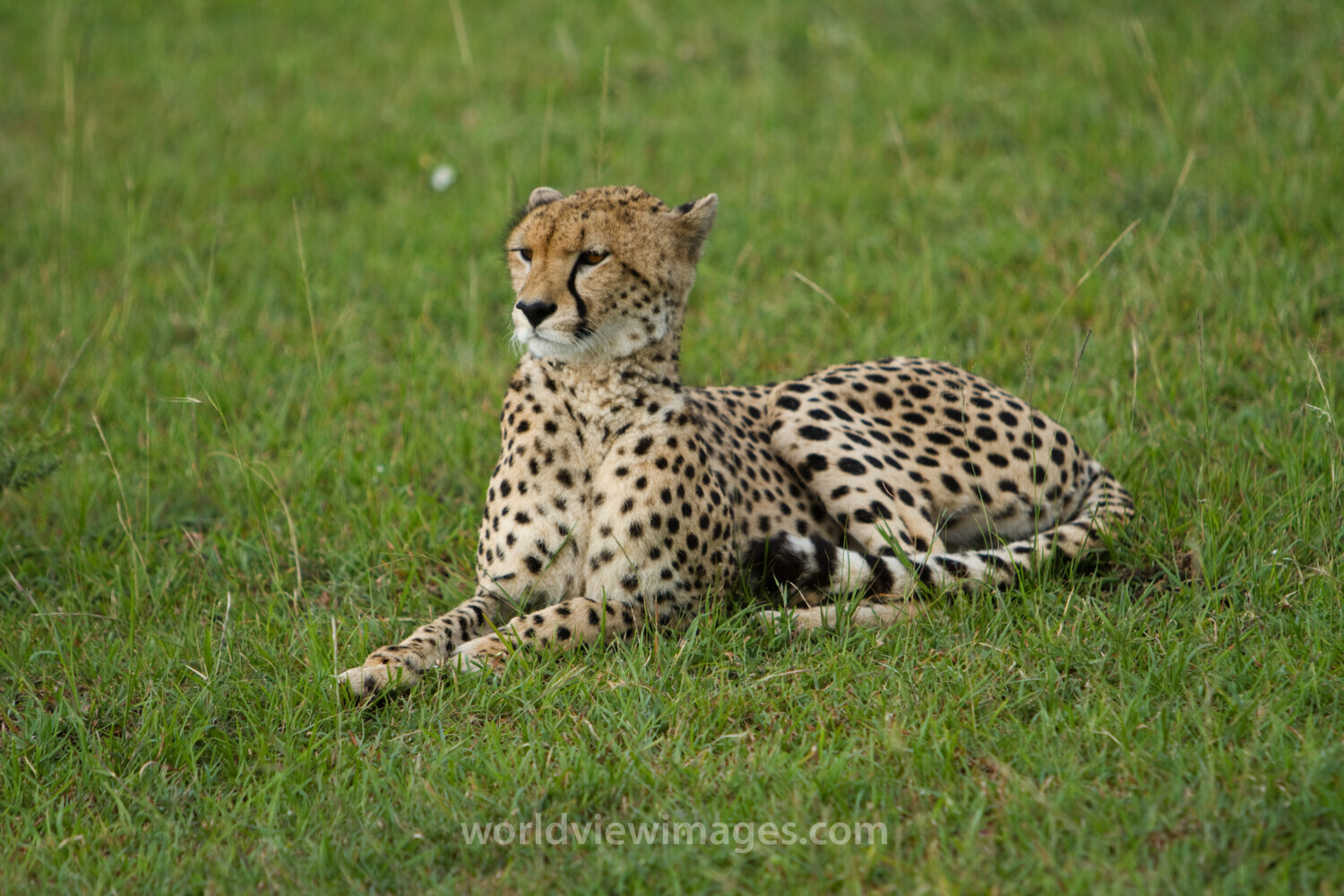Cheetah in Kenya