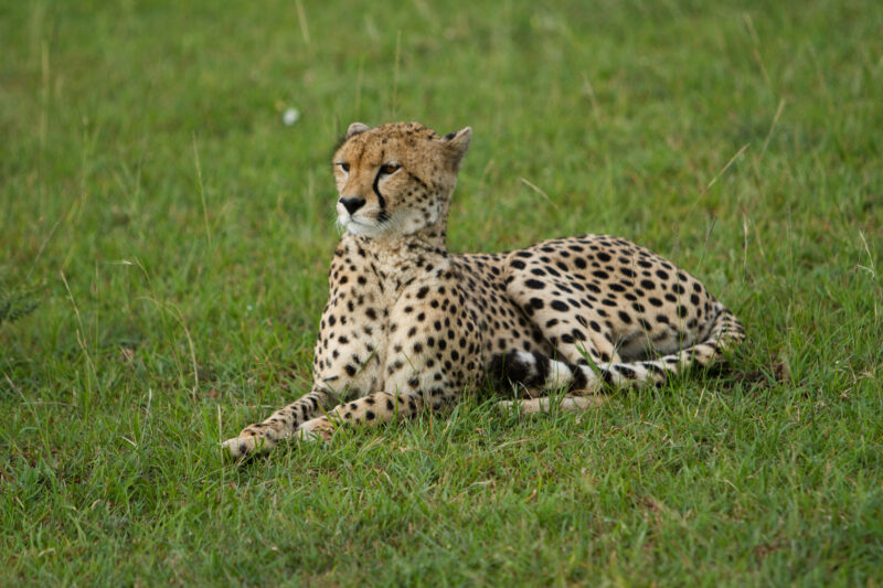 Cheetah in Kenya — A beautiful Cheetah poses for the camera on a safari in Masi Mara, Kenya in West Africa Maasai Mara — Africa, Kenya, animals, cats, Big Cats