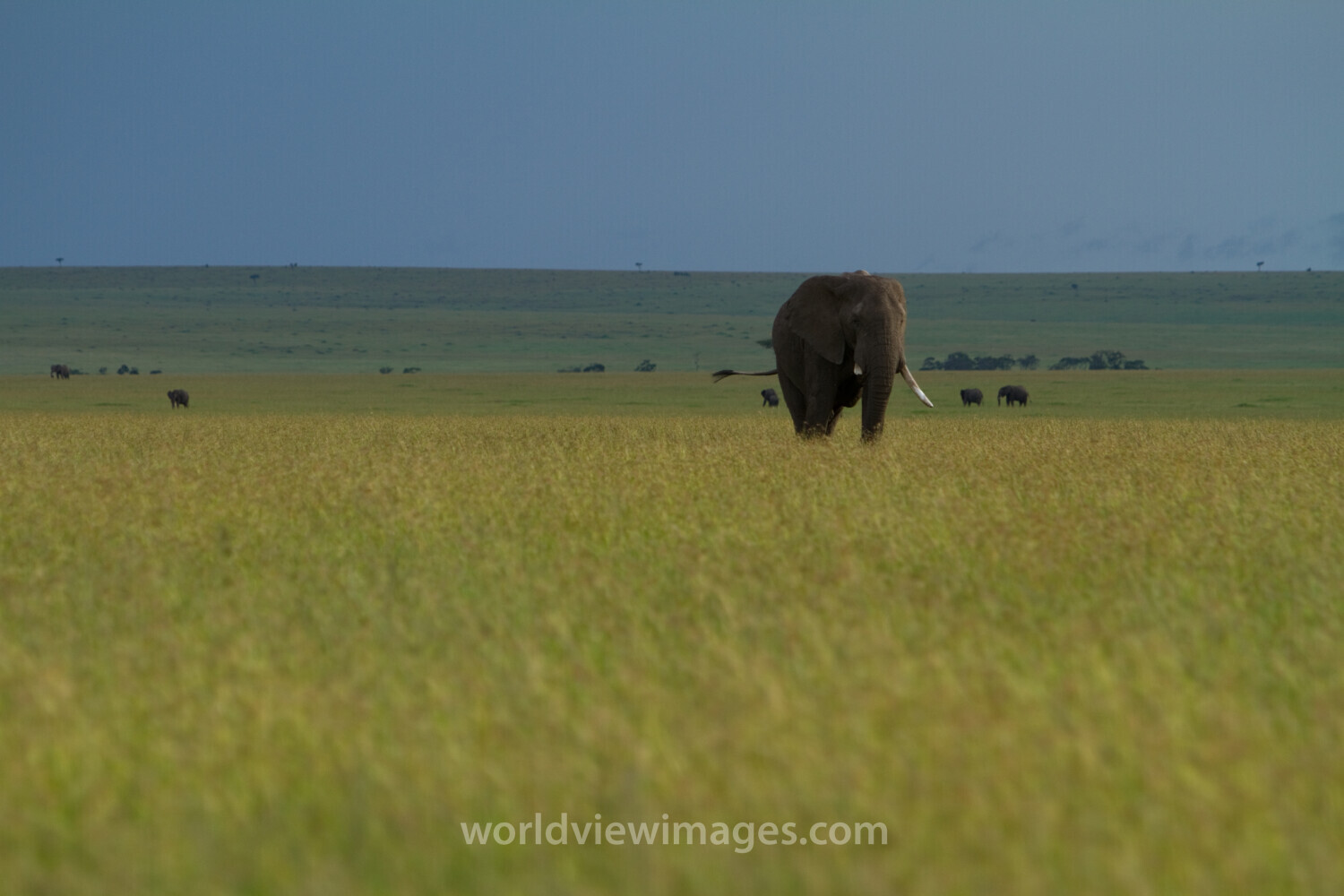 Elephants in Kenya