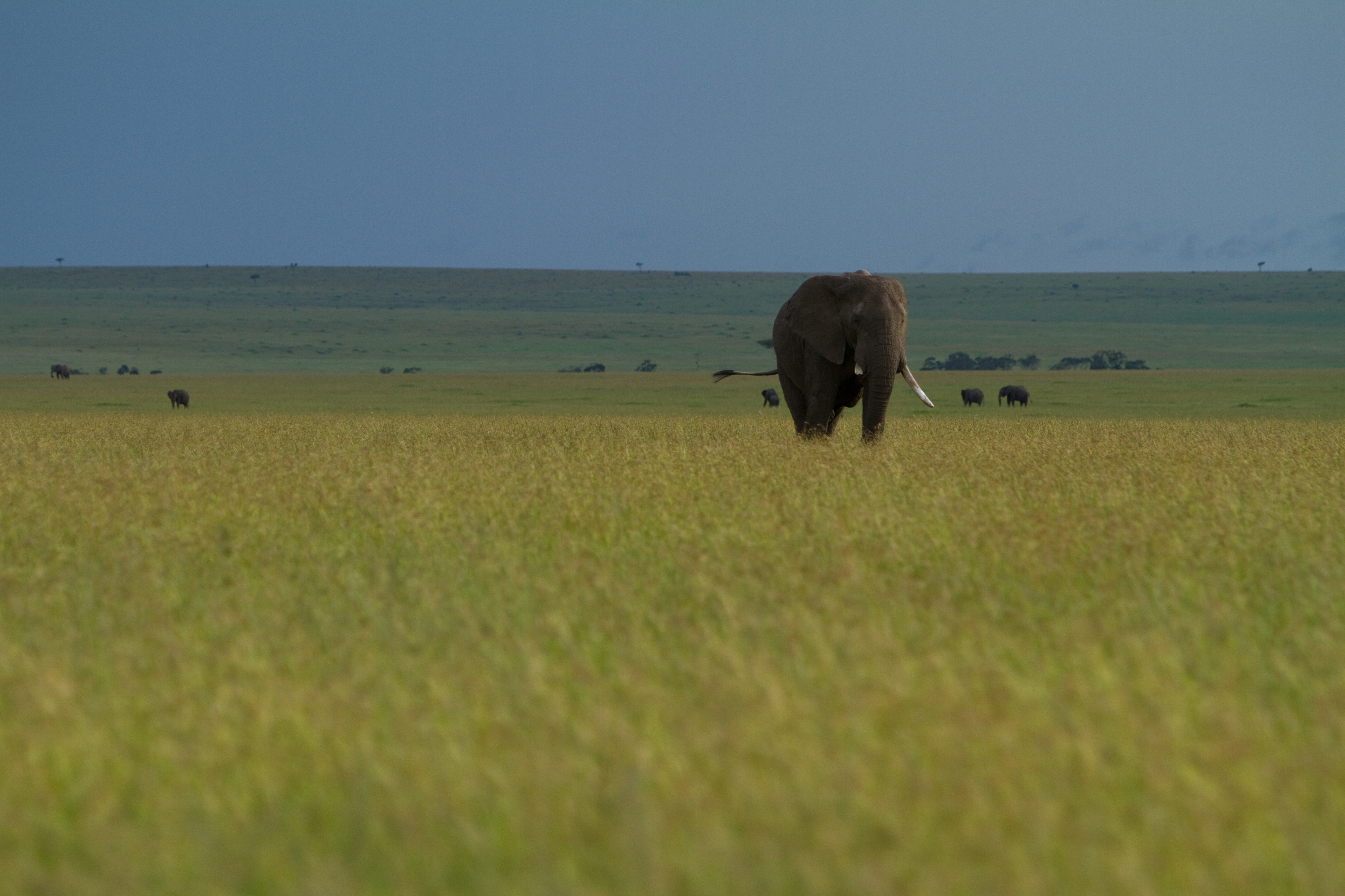 Elephants in Kenya