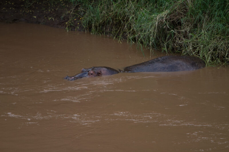 Hippopotamus in Kenya — Africa, Kenya, Animals