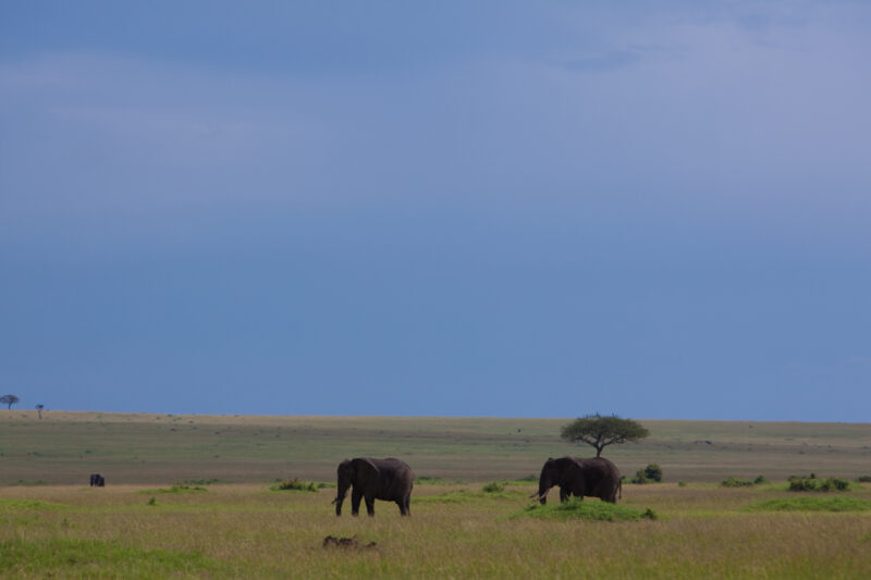 Elephants in Kenya — Elephants of our World — Animals, Elephant, Elephants