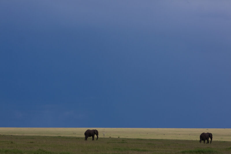 Elephants in Kenya — Elephants of our World — Animals, Elephant, Elephants