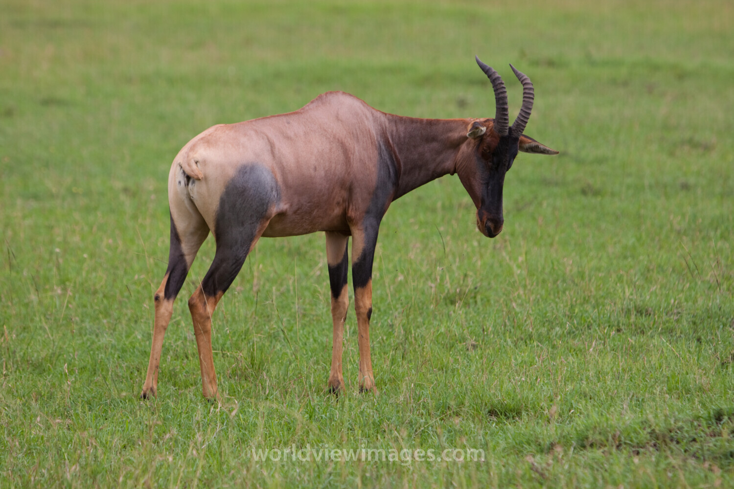 Topi in Kenya