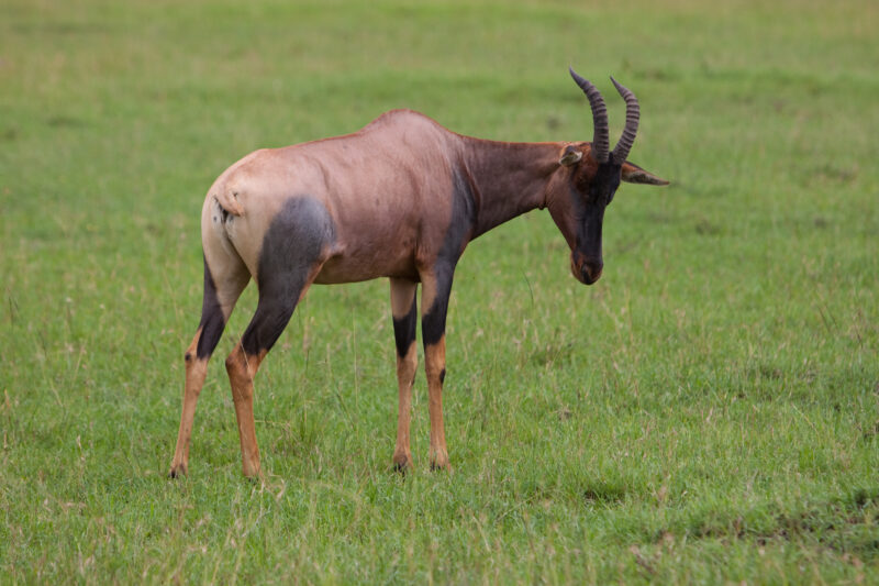 Topi in Kenya — Topi are a variety of Antelope with a beautiful Multi colour coat. — Africa, Kenya, animals, antelopes, Topi