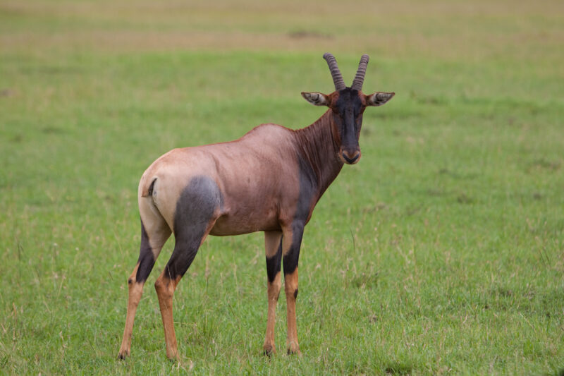Topi in Kenya — Topi are a variety of Antelope with a beautiful Multi colour coat. — Africa, Kenya, animals, antelopes, Topi