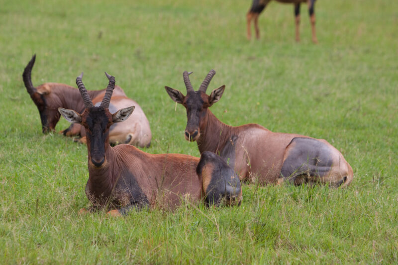 Topi in Kenya — Topi are a variety of Antelope with a beautiful Multi colour coat. — Africa, Kenya, animals, antelopes, Topi