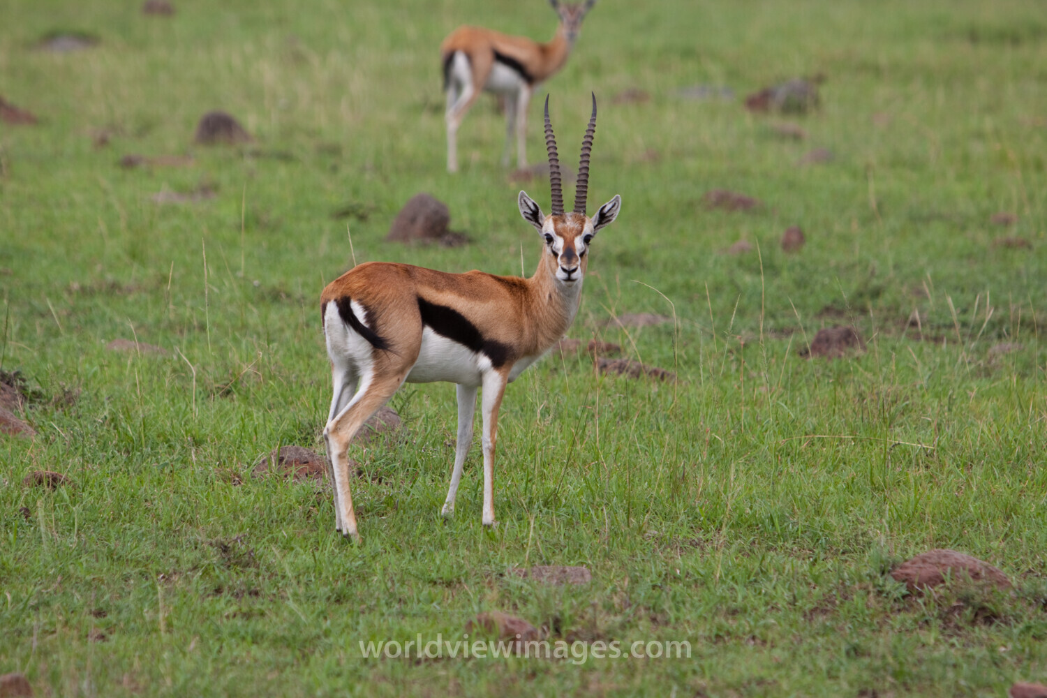 Thomson’s Gazelle in Kenya