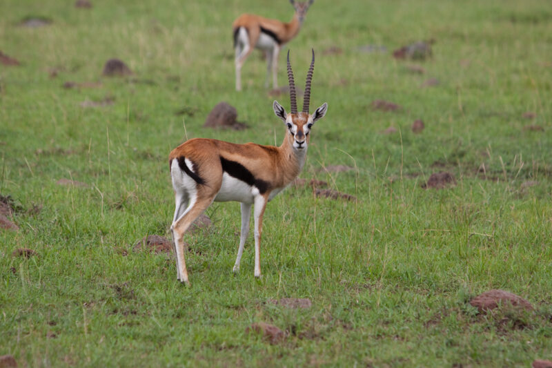 Thomson’s Gazelle in Kenya — Africa, Kenya, Animals, Antelope, Thomson's Gazelle
