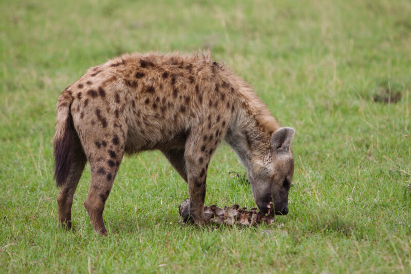 Stock Images of Animals_00361 — Africa, Kenya