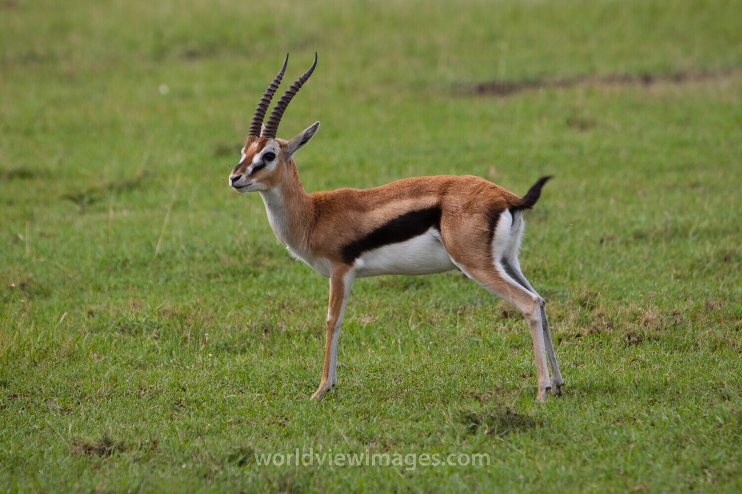 Thomson’s Gazelle in Kenya