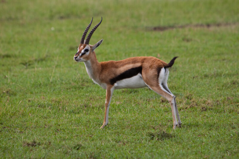 Thomson’s Gazelle in Kenya — Africa, Kenya, Animals, Antelope, Thomson's Gazelle
