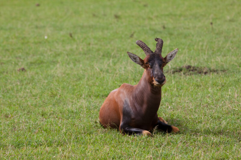 Topi in Kenya — Topi are a variety of Antelope with a beautiful Multi colour coat. — Africa, Kenya, animals, antelopes, Topi
